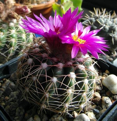 白星仙人掌開花|9類很容易養開花的仙人掌植物，適合盆栽，花朵像曇花，像菊花